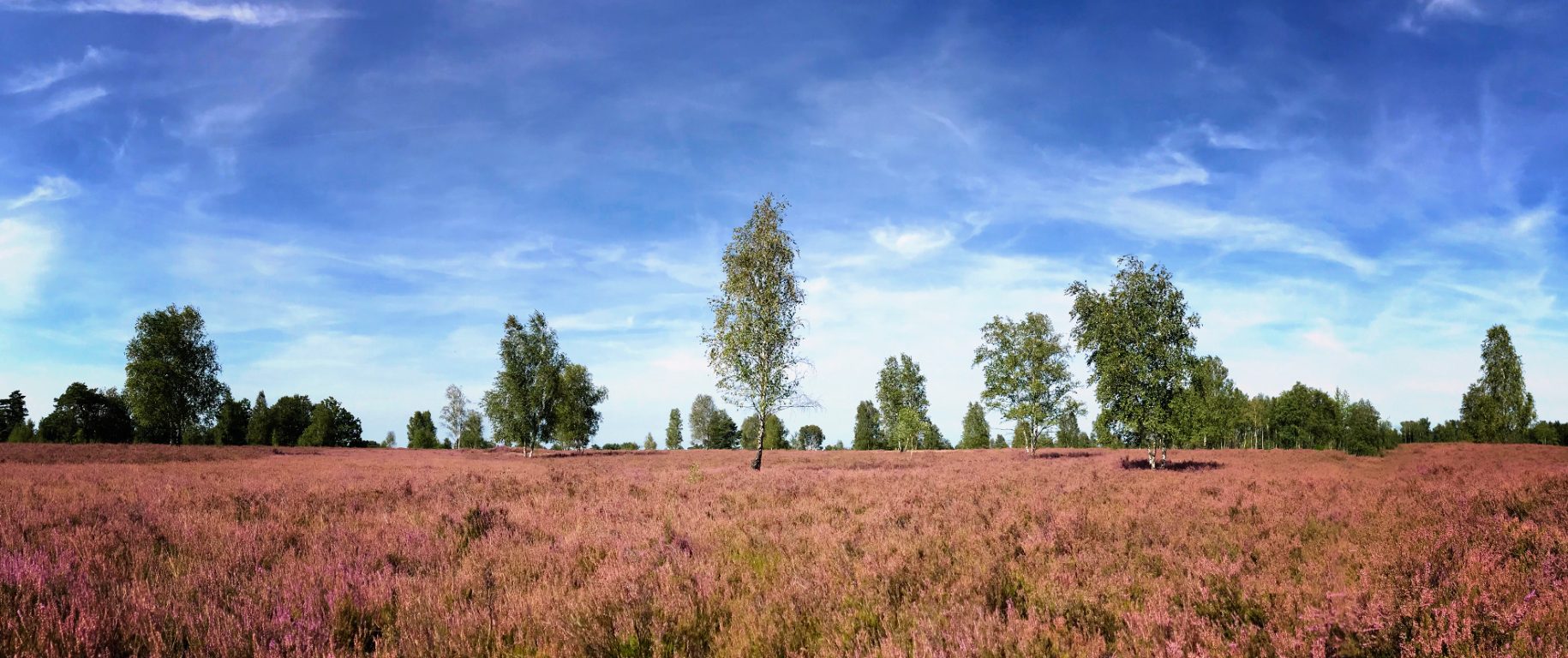 Von der Ferienwohnung Schnuckentraum geht es einfach in die Heide